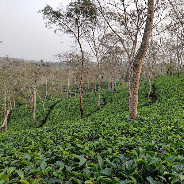 tea-garden-assam Tee Garten in Assam