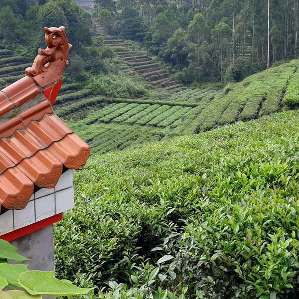 tea-garden-china_2 Teegarten in China