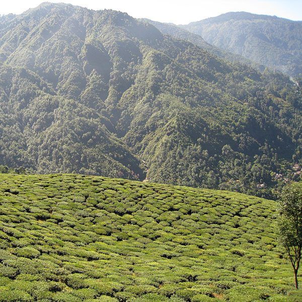 tea-garden-darjeeling Darjeeling Teegarten