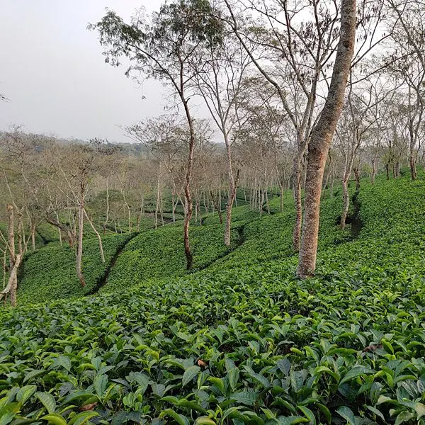 tea-garden-assam Tee Garten in Assam
