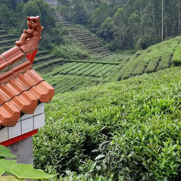 tea-garden-china_2 Teegarten in China