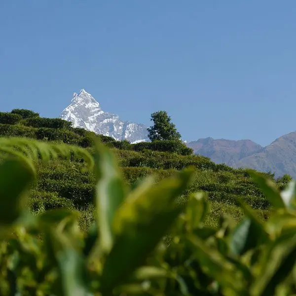 tea-garden-nepal Teegarten in Nepal