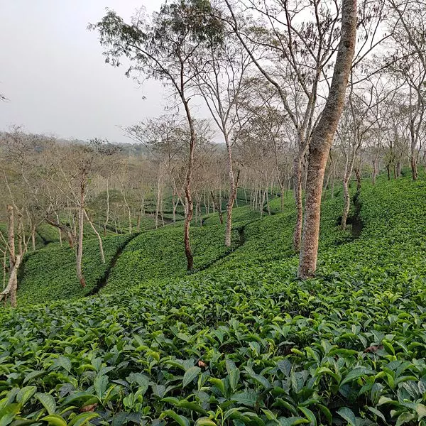 Tee Garten in Assam