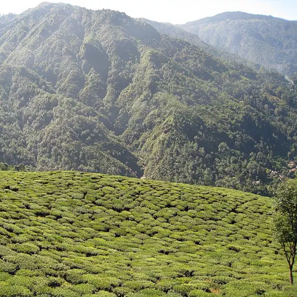 Darjeeling Teegarten